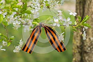 May 9 holiday. Ribbon of St.George on blooming cherry branch. Symbol of Victory Day 1945