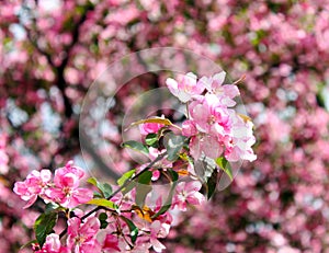 May apple tree branch close-up