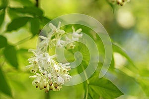 May in arboretum, blooming white flowers on a fuzzy background