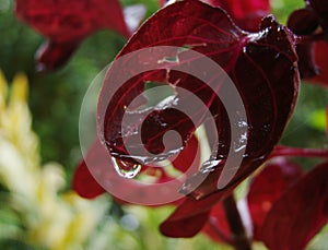 May be an Acalypha wilkesiana, in a tropical graden after the rain