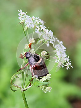 May beetle