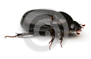 May Beetle