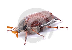 May beetle