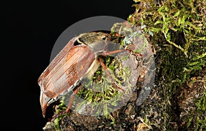 May beetle on bark with moss