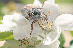 Primavera puede un insecto a floreciente soleado jardín 