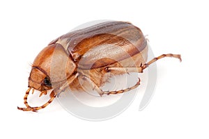 May beetle or Cockchafer or Melolontha isolated on white background