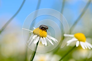 May beetle on a daisy flower on a sky background