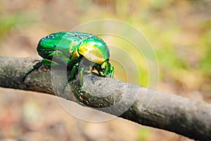 May beetle in droplets of water after rain sits on a plant branch lit by the sun