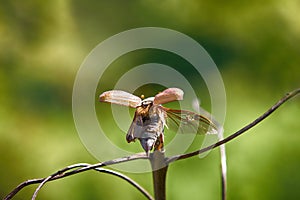 may beetle flies