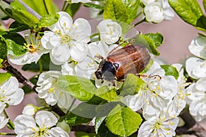 May beetle on flowering plum. macro