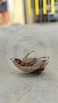 The May Beetle in The Garden