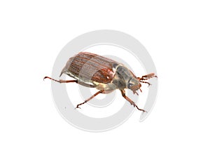 May beetle isolated on white background