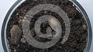 May beetle larva in the ground in a petri dish. Laboratory research and the study of insects. Entomology