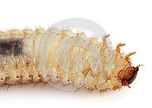 May beetle larva's, lat. Melolontha , Phyllophaga, isolated on white background photo