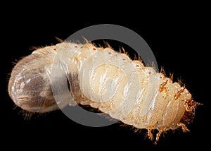 May beetle larvas, lat. Melolontha , Phyllophaga, isolated on black background photo
