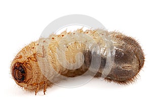 May beetle larvas, lat. Melolontha , Phyllophaga, isolated on white background photo