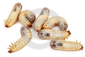 May beetle larvas, lat. Melolontha , Phyllophaga, isolated on white background photo