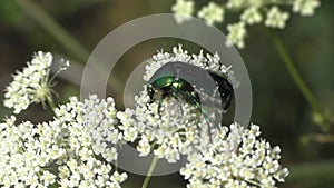 May beetle Melolontha on Common yarrow. Are characterized by rather large sizes up to 31.5 mm, a convex oblong-oval body
