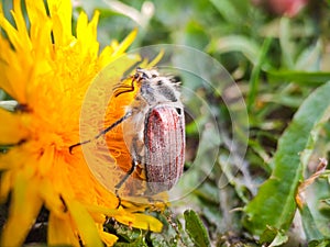 May beetle Melolontha, on a dandelion flower Taraxacum officinale
