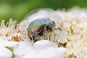 May beetle Melonlotha on fresh leaves of a tree pollinates flowers