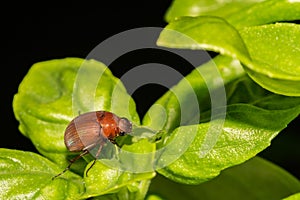 May Beetle-Phyllophaga sp.