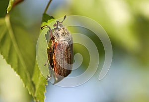 May beetle on a tree