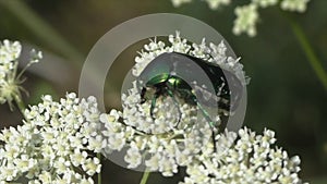 May beetles Melolontha on lilac. Are characterized by rather large sizes up to 31.5 mm, a convex oblong-oval body