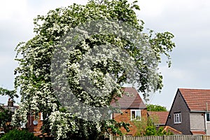 May blossom on a Hawthorn tree.Crataegus