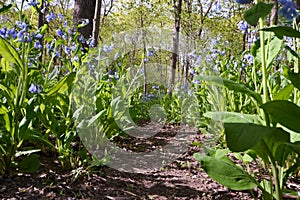 May Bluebell Forest Pathway