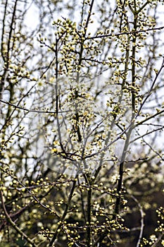 May buds bursting - poster