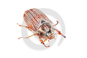 May-bug also cockchafe ,tree beetle