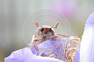 may-bug crawling on the petal of a purple iris flower