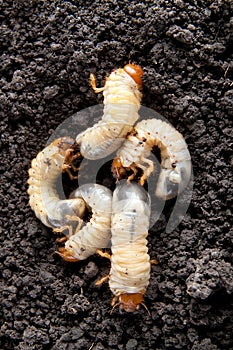 May-bug larvae in the soil background.