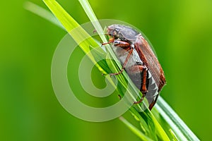 The may-bug the macro portrait.