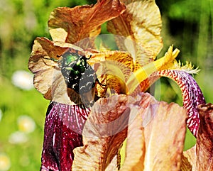 The May bug sits on a flower.