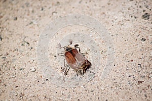 May bug tree beetle, Melontha, cockchafer on the sand.