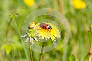 May-bug on the yellow dandelion