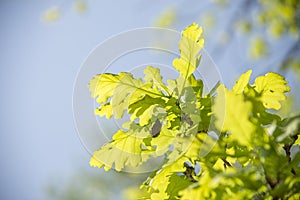 May bugs on a branches