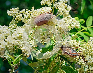 May-bugs eat mountain ash flowers.