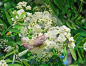 May-bugs eat mountain ash flowers.