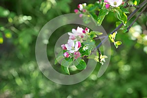 May. flowering apple tree. pink-white buds on twigs, young green leaves