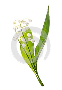 May flowers. Bouqet of lily of the valley flowers on white background with clipping path