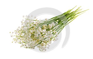 May flowers. Bouqet of lily of the valley flowers on white background without shadow