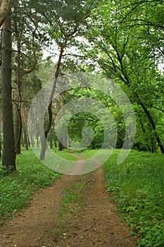 May forest road