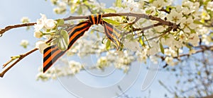 May 9 holiday. ribbon of St.George and cherry flowers, natural spring background. traditional symbol of Victory Day 1945