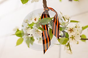May 9 holiday. ribbon of St.George and cherry flowers, natural spring background. traditional symbol of Victory Day 1945