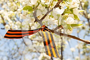 May 9 holiday. ribbon of St.George and cherry flowers, natural spring background. traditional symbol of Victory Day 1945