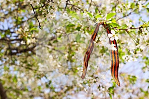 May 9 holiday. ribbon of St.George and cherry flowers, natural spring background. traditional symbol of Victory Day 1945