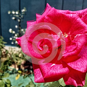 May 14, 2023 I took a portrait of a red rose, a beautiful and natural flower photo