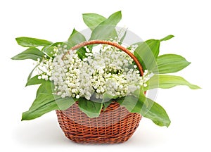 May-lily in basket.